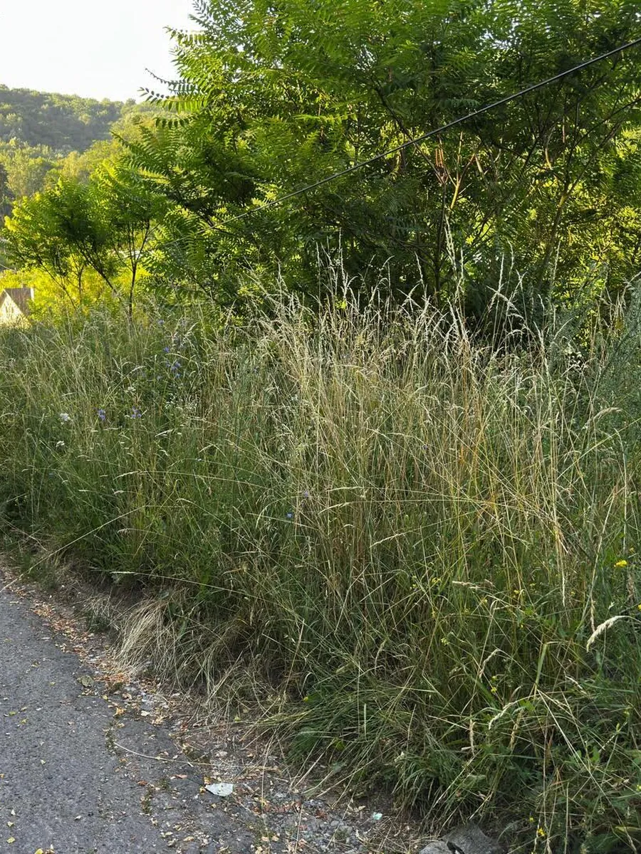 Térdig érő, elvadult gaz az árokparton, előtte