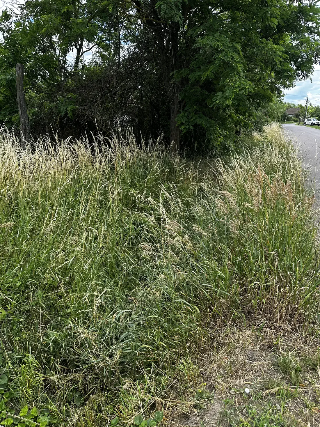 Térdig érő, elvadult gaz az árokparton – előtte