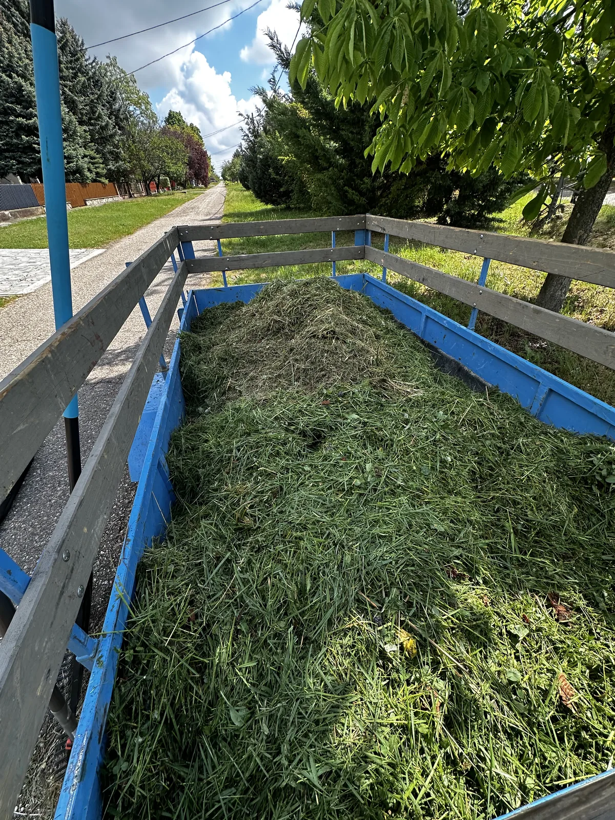 fűnyírás utáni zöldhulladék elszállítás – vágott fű utánfutóban | Tiszta Zóna